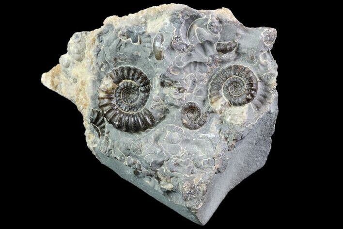 Ammonite (Promicroceras) Cluster - Somerset, England #86223
